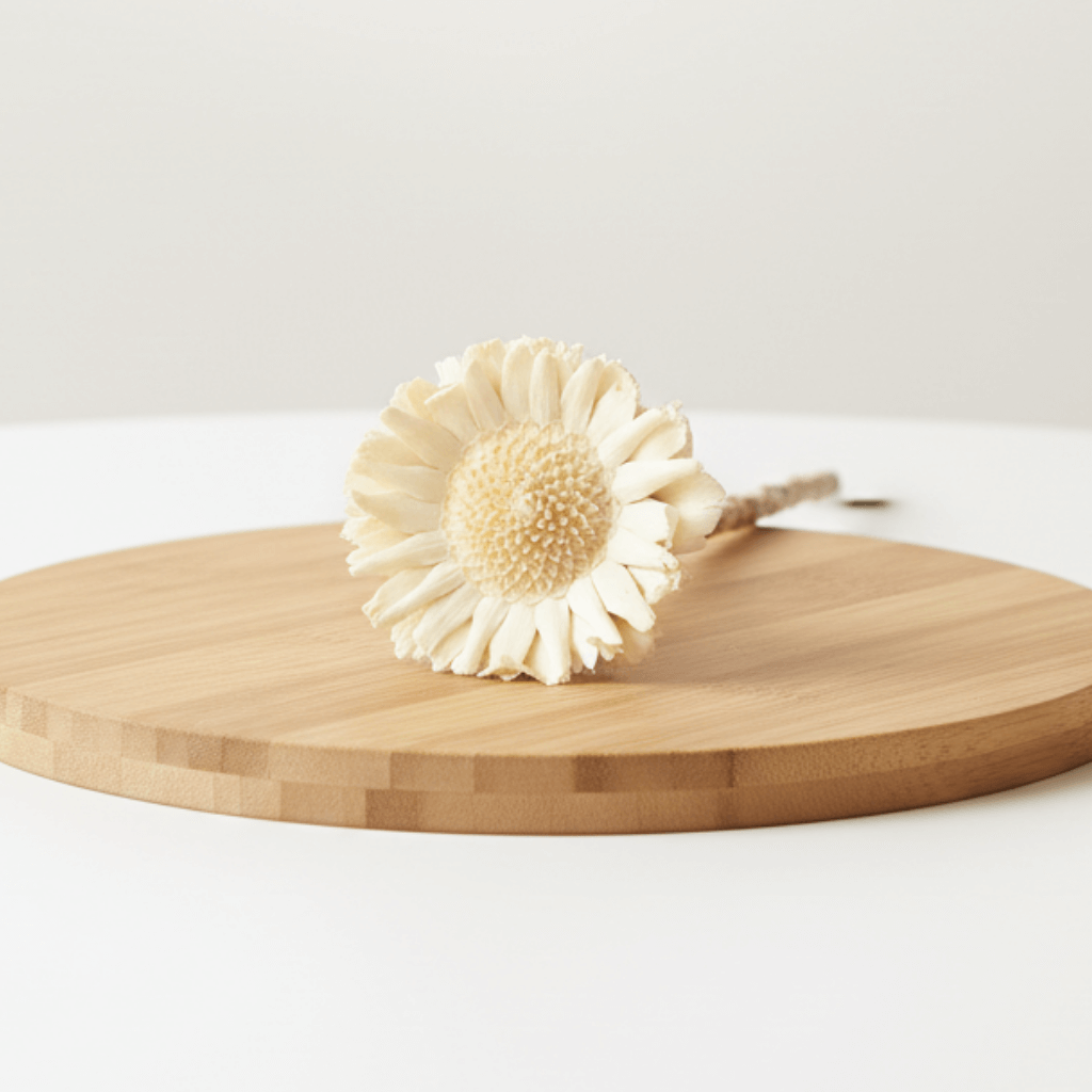 Sušená Protea compacta – bělená, elegantní květ pro sofistikované dekorace